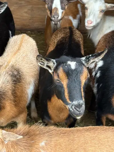 Nigerian dwarf goats, View more