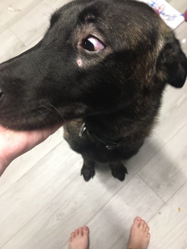 Good boy to rehome Animal & Pet Services Winnipeg Kijiji