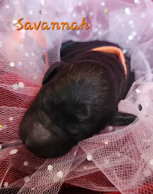 STUNNING CKC REGISTERED STANDARD POODLE PUPS in Dogs & Puppies for Rehoming in Edmonton - Image 8
