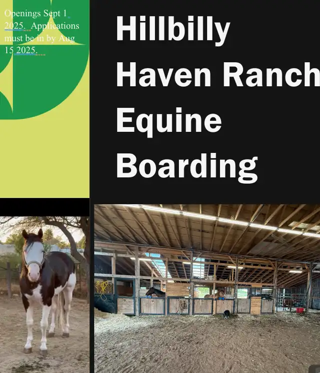 Horse Board  in Horses & Ponies for Rehoming in Moncton - Image 2
