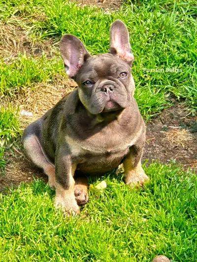 Bouledogue francais Enregistrés, View more