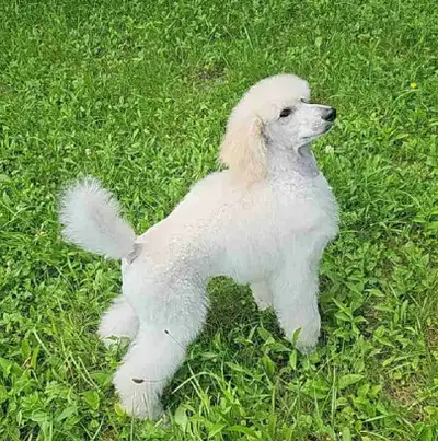 2 Gorgeous Standard Poodles, View more