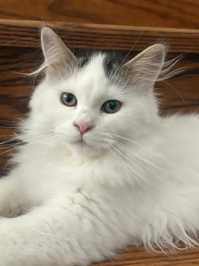 Purebred Siberian Kittens in Cats & Kittens for Rehoming in Oakville / Halton Region - Image 8