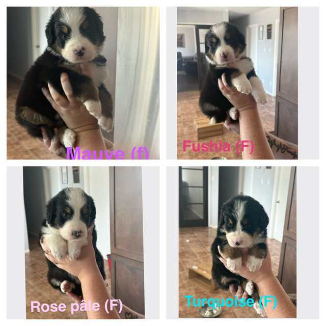 labernois dans Chiens et chiots à adopter  à Sherbrooke - Image 2