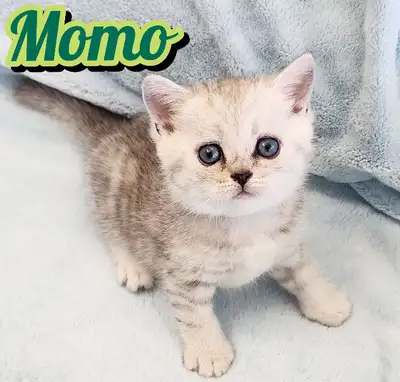 2 Scottish Fold/ Straight Shorthair looking for new home!, View more