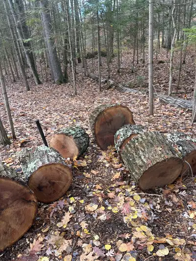 Dump site, wood logs and chips, View more