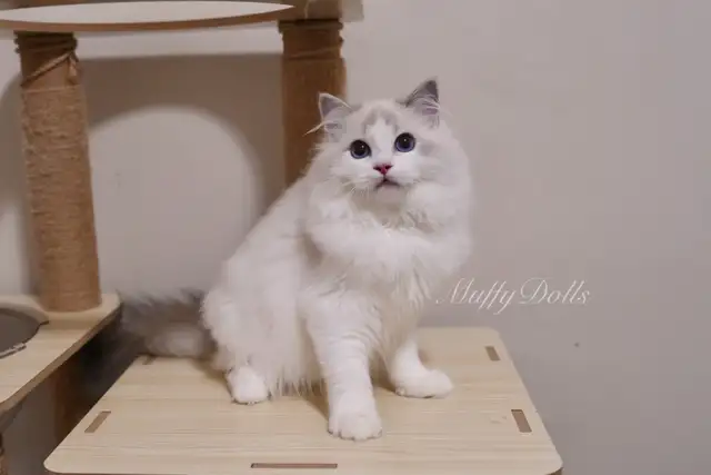Purebred Ragdoll Kittens Looking For New Home in Cats & Kittens for Rehoming in City of Toronto - Image 3