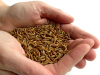 Organically Raised Live Feeder Mealworms