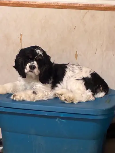 Cocker Spaniel puppies, View more