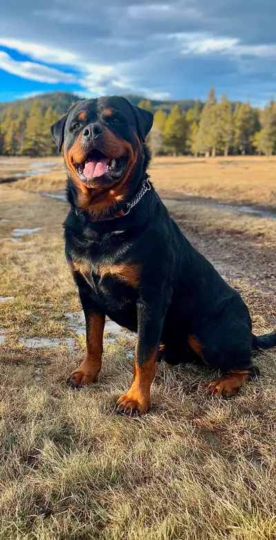 CKC Rottweiler Puppies, View more