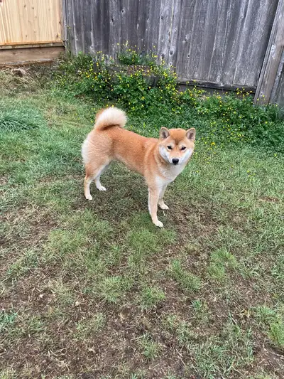 Adorable Purebred Shiba Inu, View more