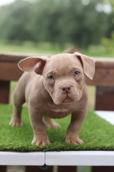 BEAUTIFUL MINI AMERICAN BULLDOGS, View more