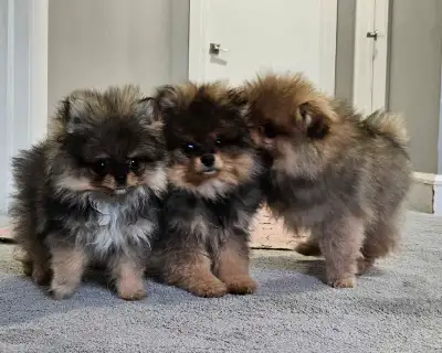 Premium pomeranian puppies *, View more