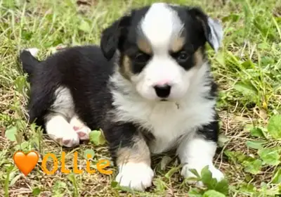 Meet the Rainbow Corgis! 5 Colorful Pups Ready July 7th!, View more