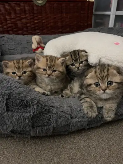 scottish fold/ scottish straight kittens, View more