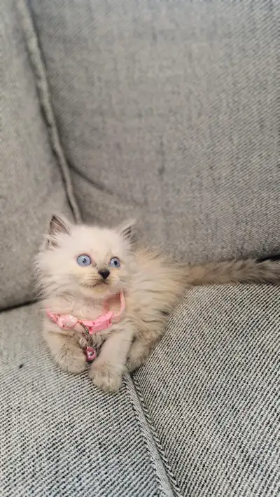 Sealpoint and Bluepoint Beautiful ragdoll kittens, View more
