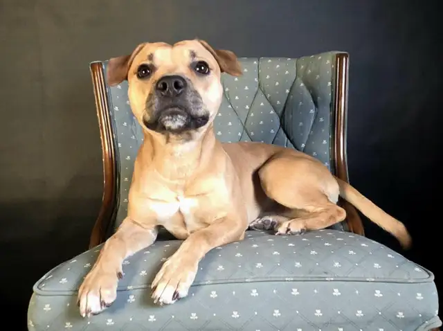 French bulldog x whippet mix in Dogs & Puppies for Rehoming in Markham / York Region - Image 4