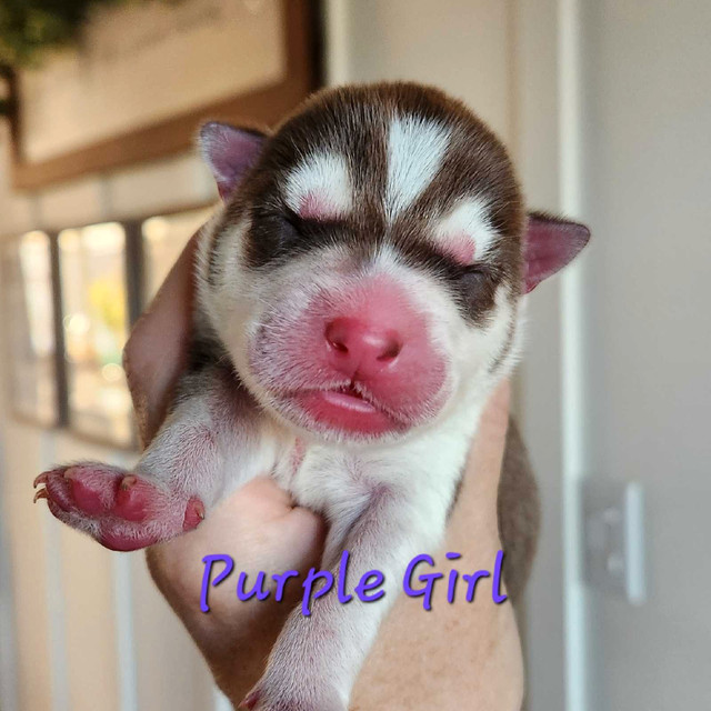 Siberian Husky Puppies in Dogs & Puppies for Rehoming in New Glasgow - Image 2