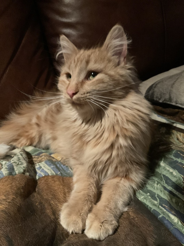 Rare Orange swirl female Maine Coon Kitten Cats & Kittens for