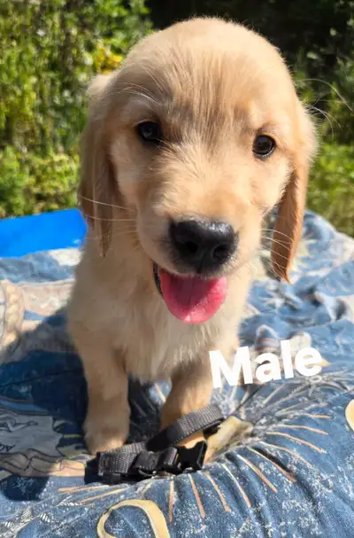 Golden Retrievers , View more