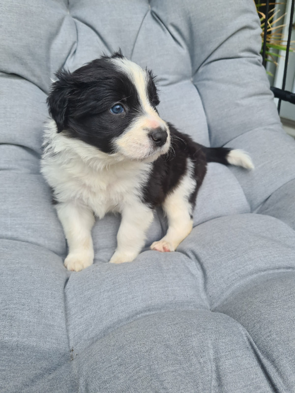 Border collie / Berger Australien Chiens et chiots à adopter Granby Kijiji