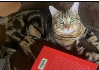 Bengal cat-Milo , View more