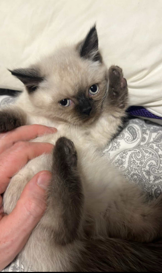 chaton British shorthair dans Chats et chatons à adopter  à Longueuil/Rive Sud - Image 3