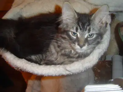 Chatons pour adoption, View more