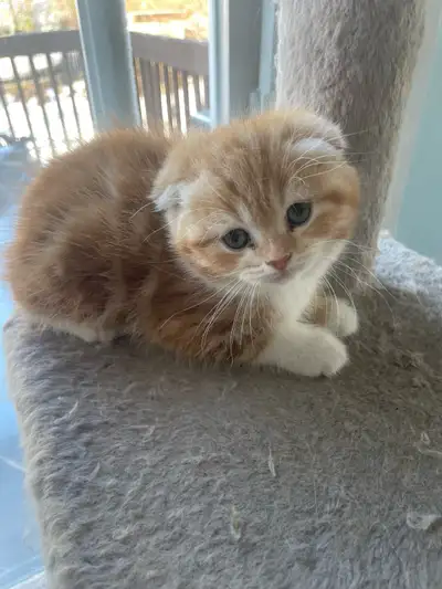 Scottish fold &stright, View more