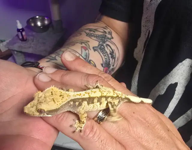 5 month old extreme harlequin crested gecko in Reptiles & Amphibians for Rehoming in Victoria - Image 3