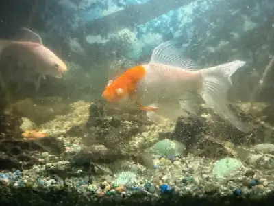 Aquarium With Fish and Accessories for sale, View more