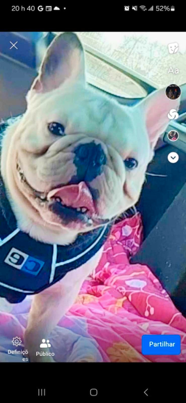 Bull  Dog Français  Mâle  dans Chiens et chiots à adopter  à Longueuil/Rive Sud