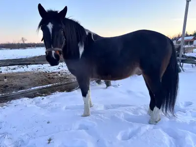 Townes is a 5 year old flashy QH gelding project. Super smart, beautiful mover who could be develope...