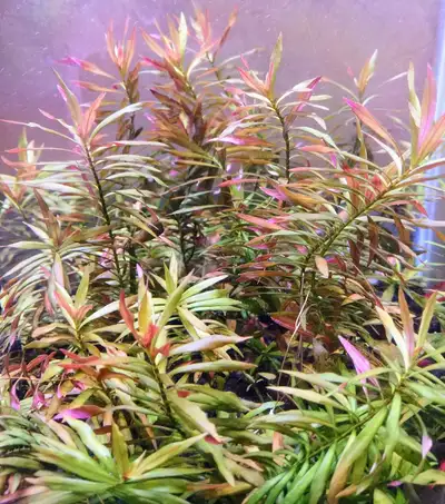 Check my other ads for other plants, shrimps, snails and more. No co² used in any of my plants. (Ima...