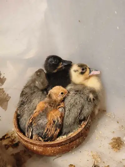Mixed Pastel Hatching Eggs, View more