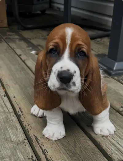 Basset hound , View more