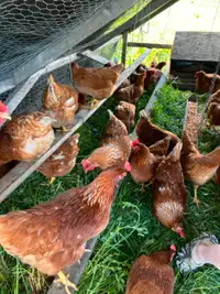 Pastured Laying Hens for sale