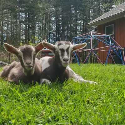 Toggenburg Goat Kids, View more
