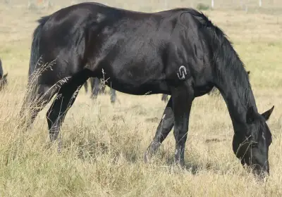 $ DROP .Classy Stallion/gelding. Excellent handsome barrel pros, View more