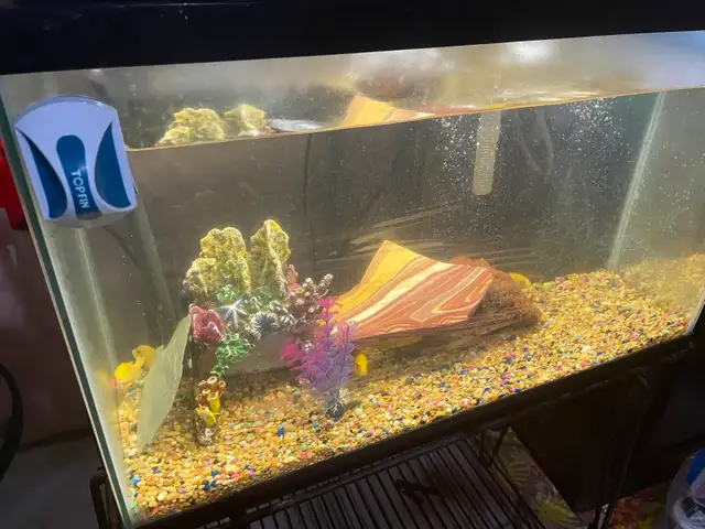 Fish Tank / Aquarium with stand & accessories. in Fish for Rehoming in Oshawa / Durham Region - Image 4