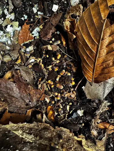 ISOPODS (PETERBOROUGH), View more