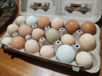 Fertilized Barnyard Mix Chicken Eggs per dozen