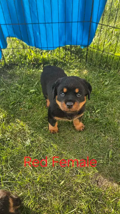 Registered German Rottwelier Puppies, View more