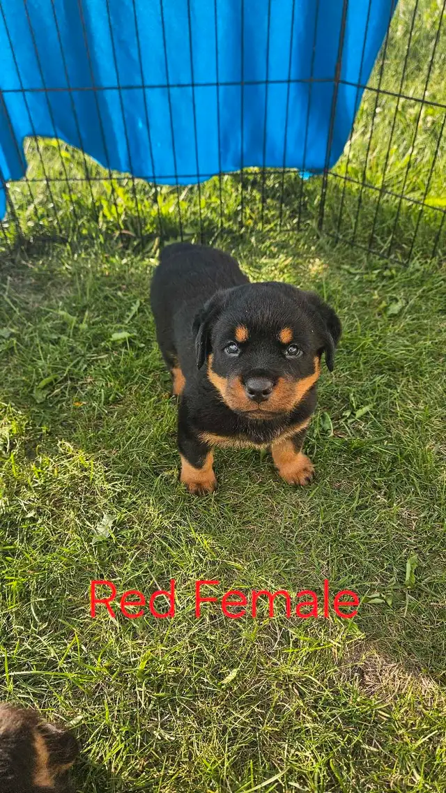 Registered German Rottwelier Puppies in Dogs & Puppies for Rehoming in Edmonton - Image 2