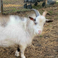 Billy goats 