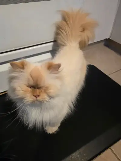 Persian Himalayan female cat, View more