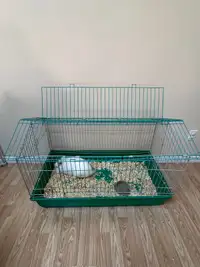 Bunny with cage