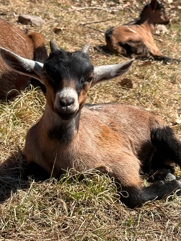 Baby goats in Livestock in North Bay - Image 3