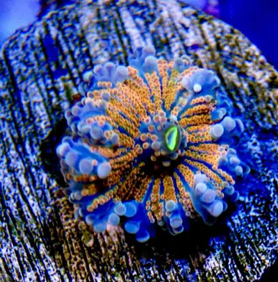 Lots of amazing colours to pick from.