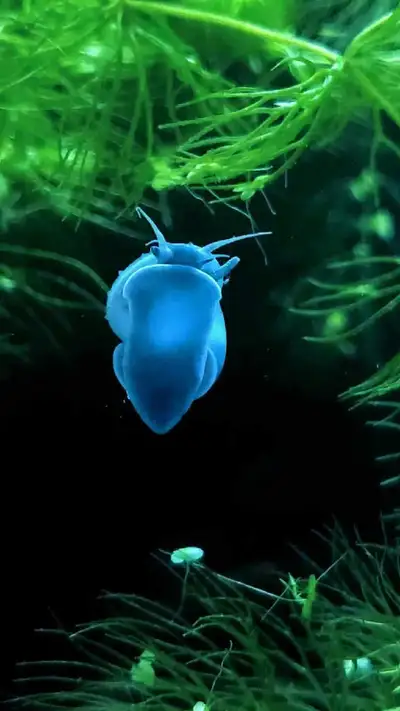 Add a touch of elegance and natural cleaning power to your aquarium with these beautiful mystery sna...